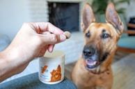 person holding white plastic cup with brown dog