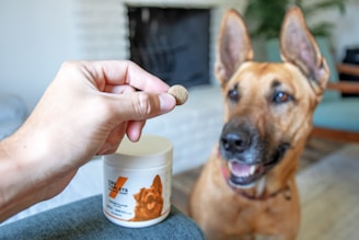 person holding white plastic cup with brown dog