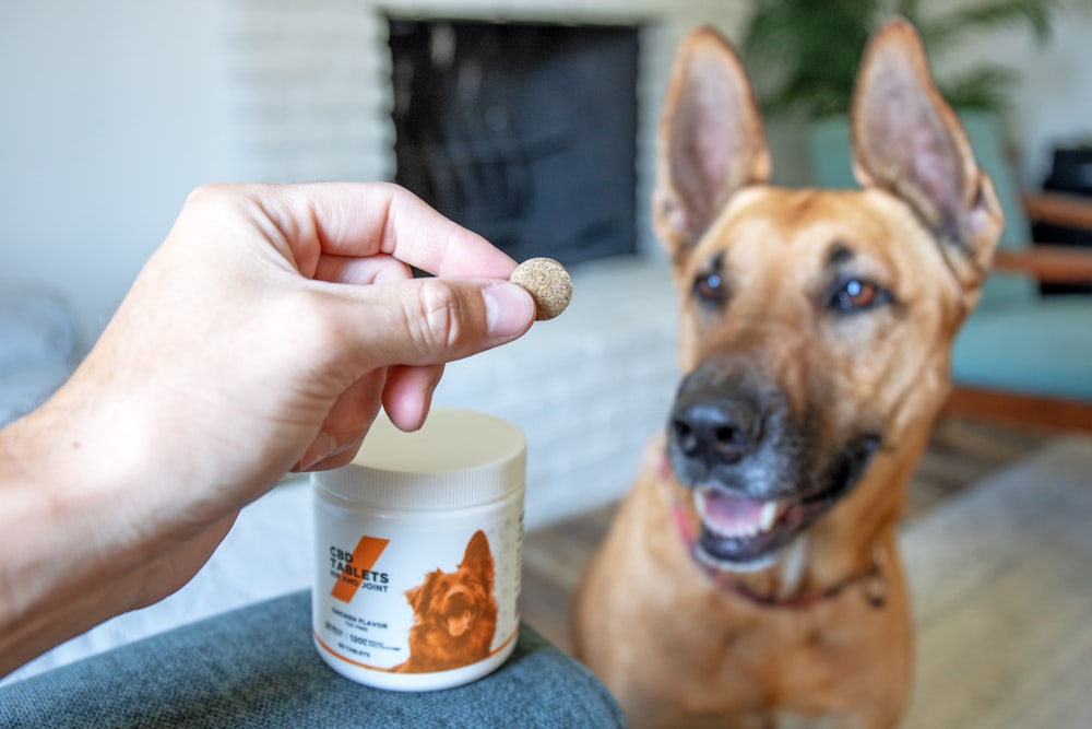 person holding white plastic cup with brown dog