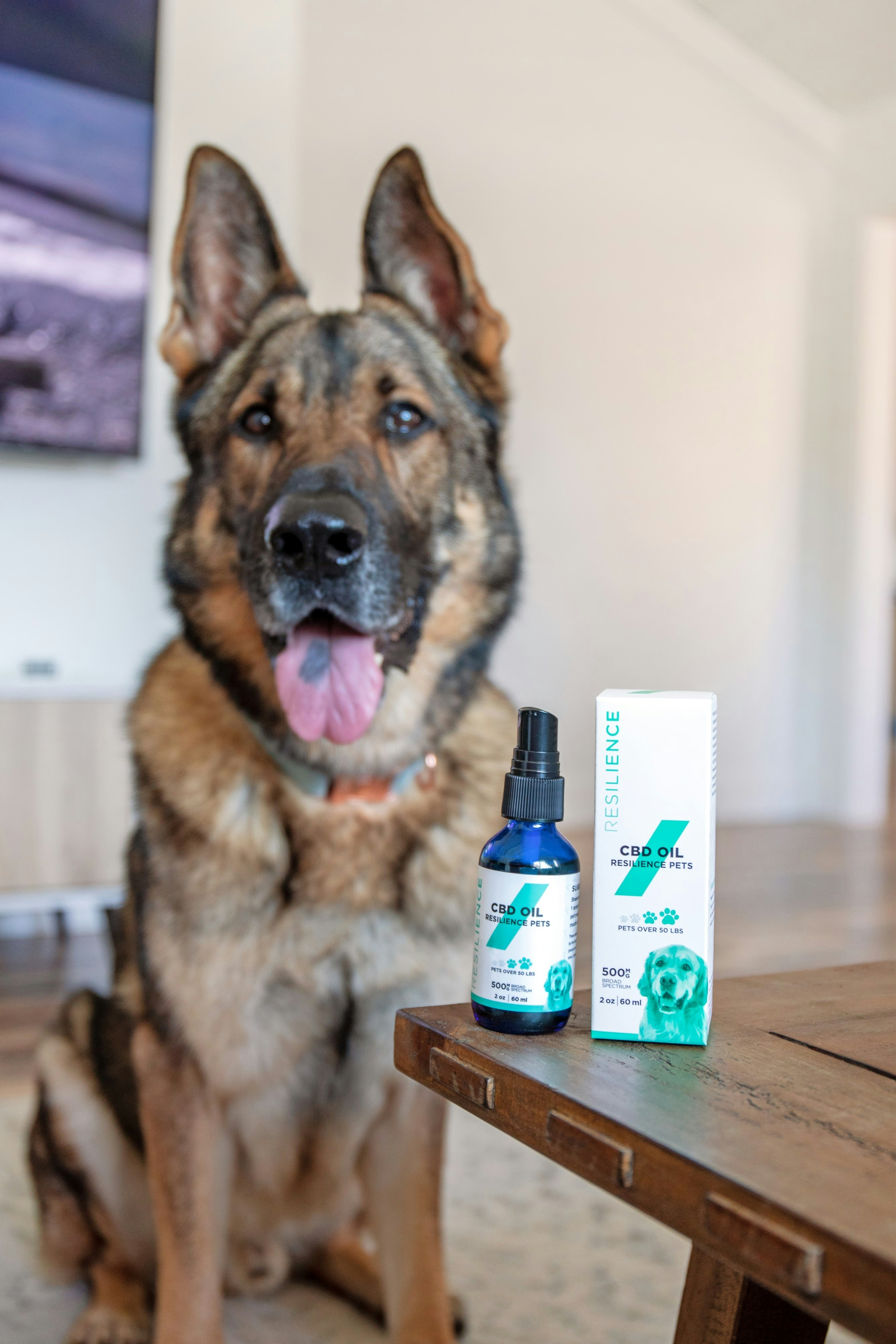 Artritis en perros: Síntomas, Causas, Medidas de Prevención…