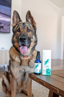 A German Shepherd dog sits in a room, its tongue out and expression relaxed. In the foreground, there is a bottle and a box of CBD oil for pets labeled 'Resilience' on a wooden table. The background includes a blurry portion of a TV screen and indoor furniture.