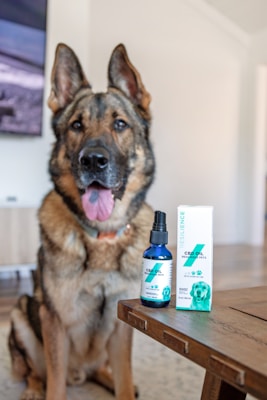 A German Shepherd dog sits in a room, its tongue out and expression relaxed. In the foreground, there is a bottle and a box of CBD oil for pets labeled 'Resilience' on a wooden table. The background includes a blurry portion of a TV screen and indoor furniture.