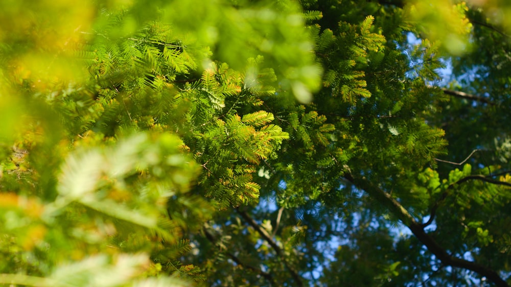 green tree with yellow flowers