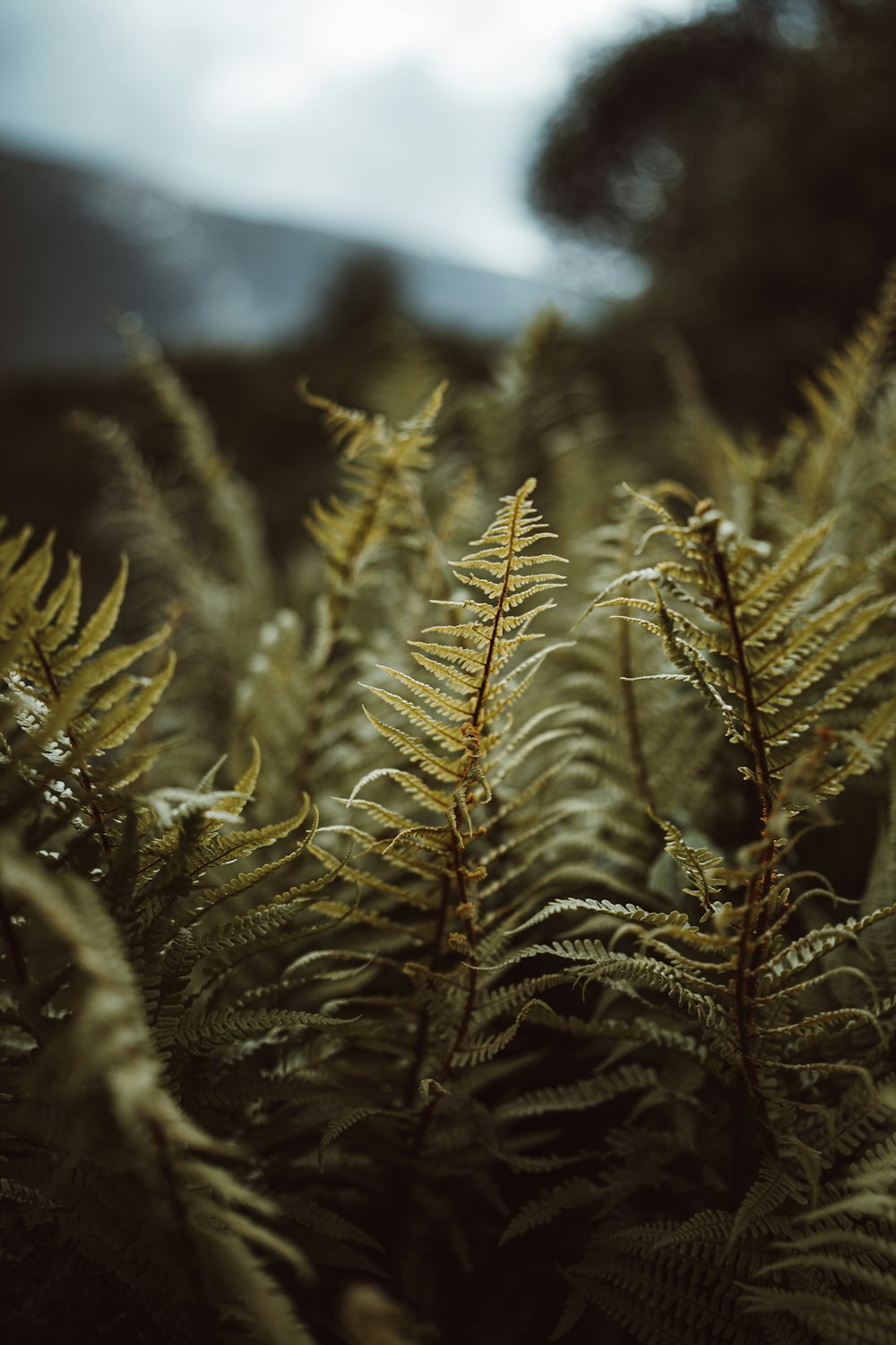 green and brown plant during daytime