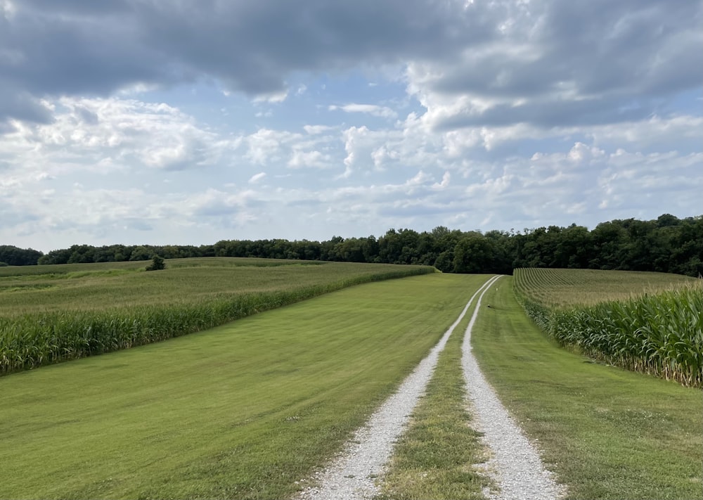 green grass field under blue sky during daytime