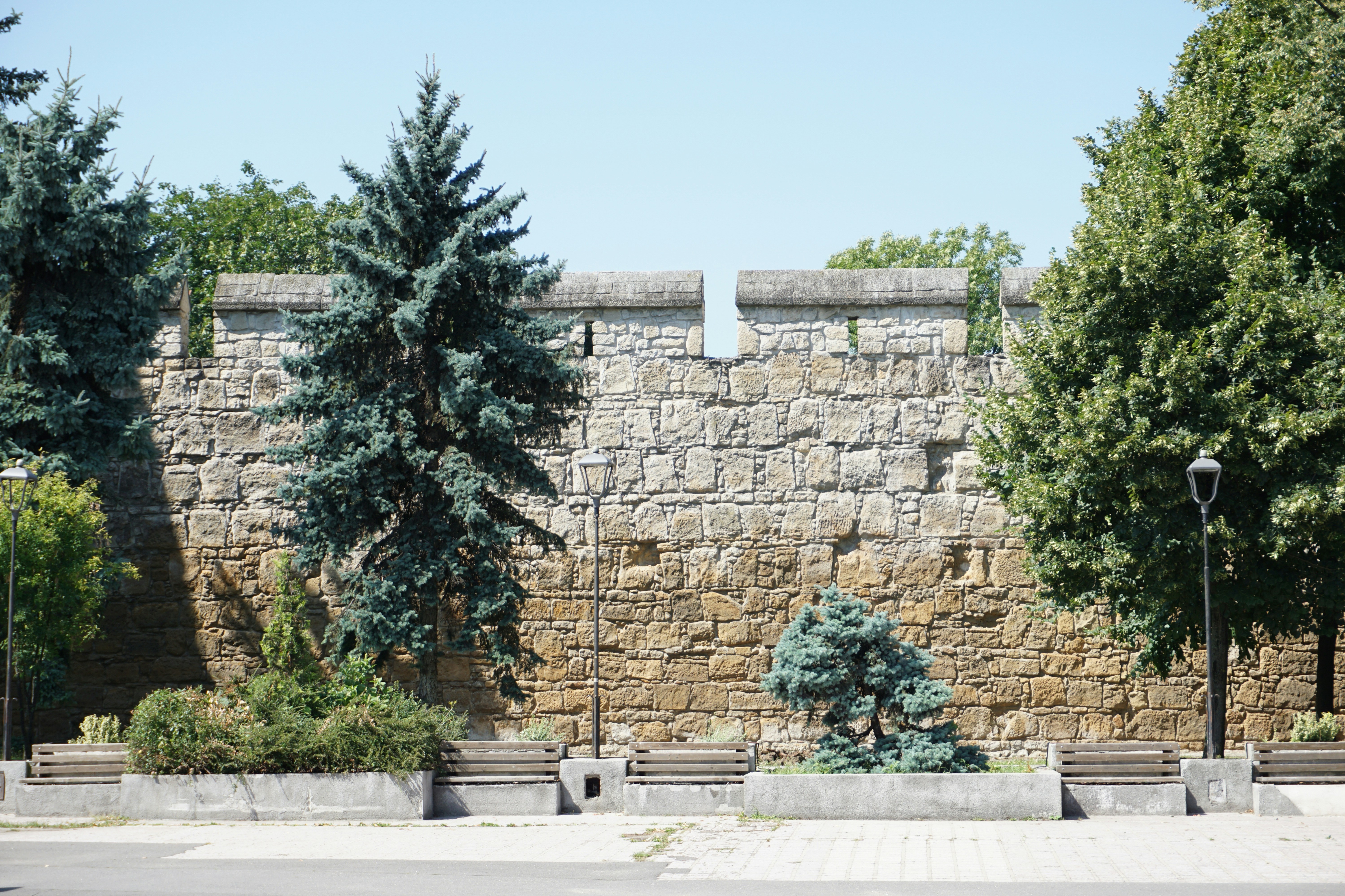 green tree near gray concrete wall