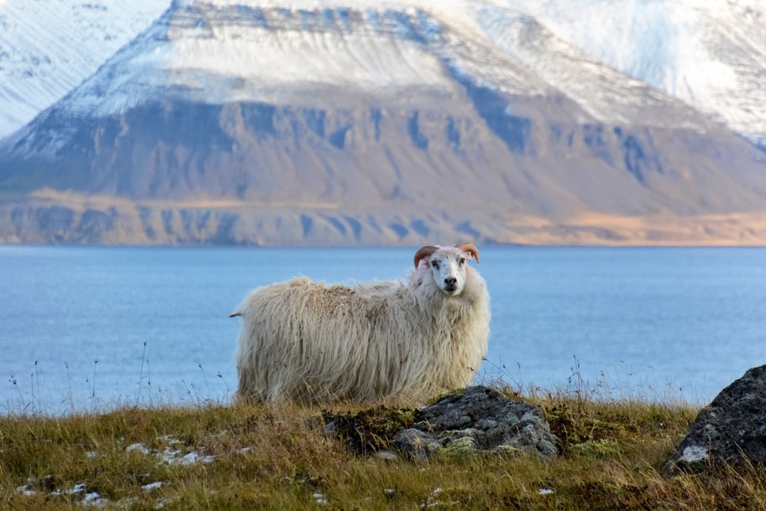 white sheep on green grass field near body of water during daytime
