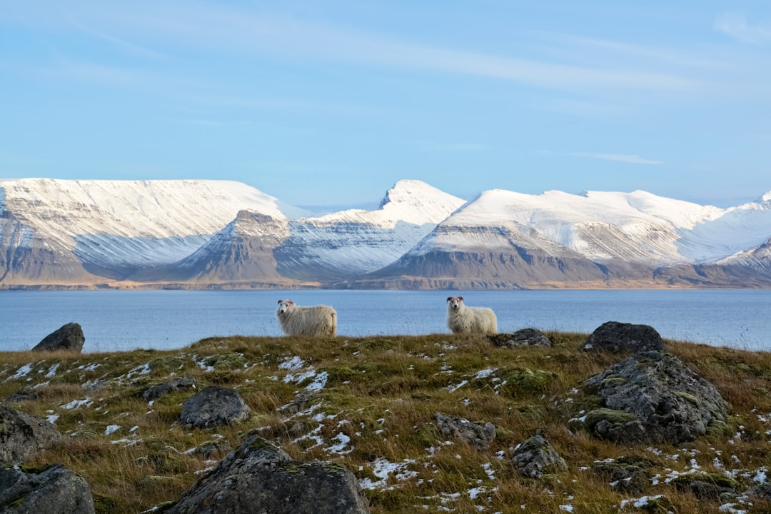 white sheep on green grass field near body of water during daytime