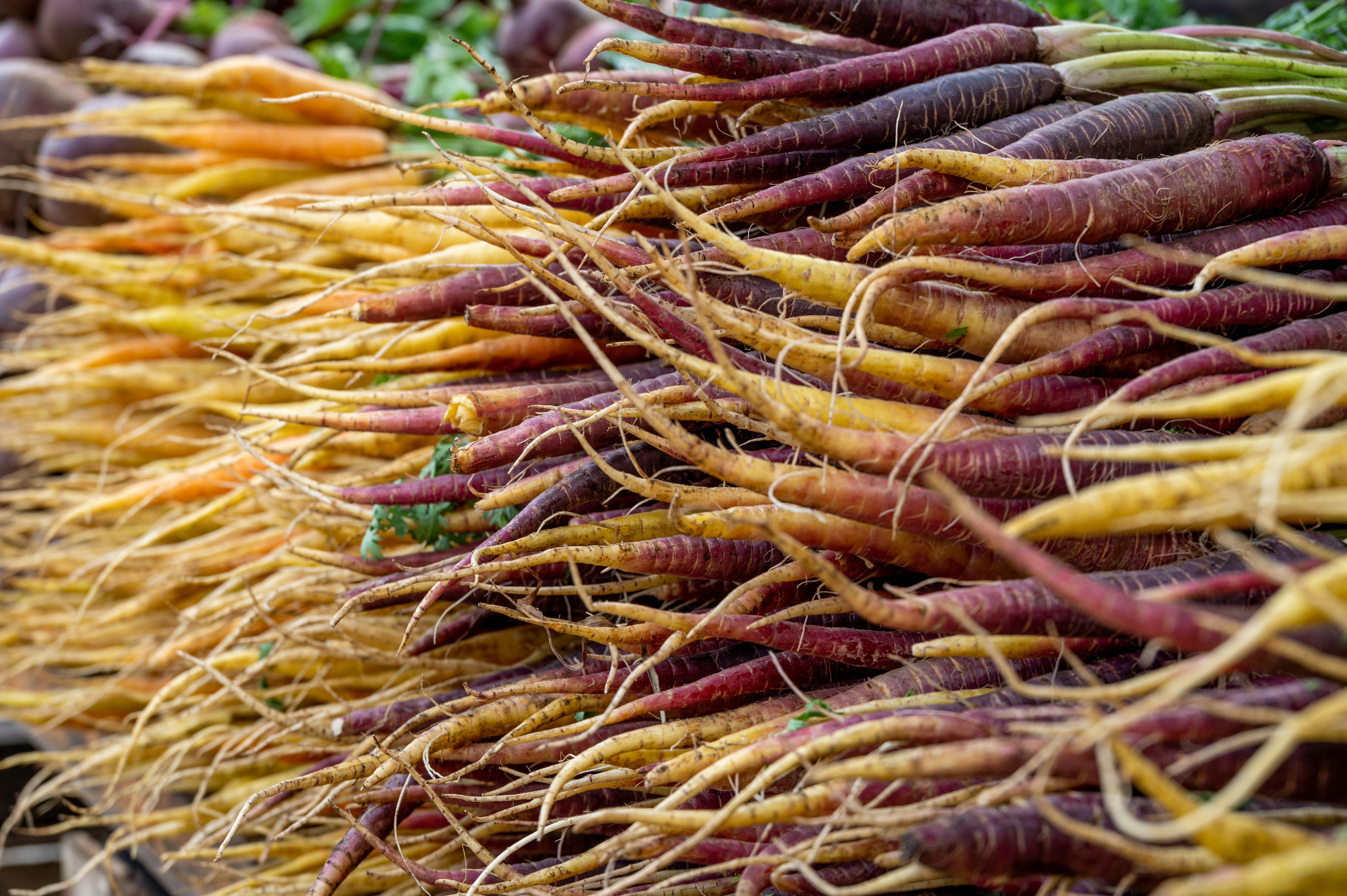 brown and green plant during daytime