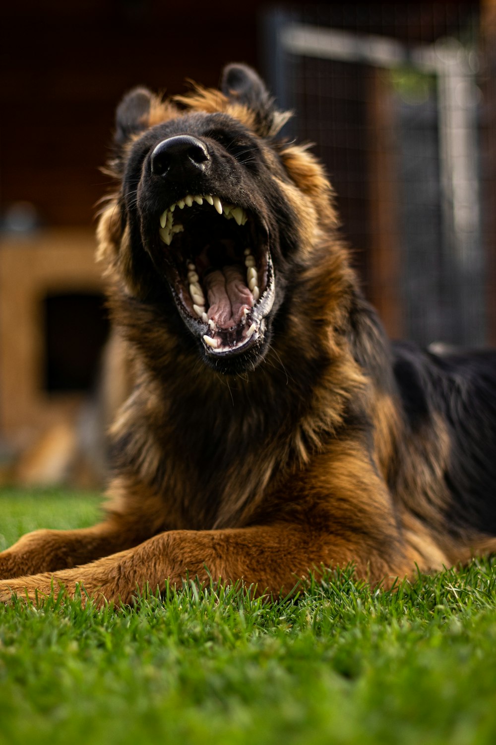 black and tan german shepherd