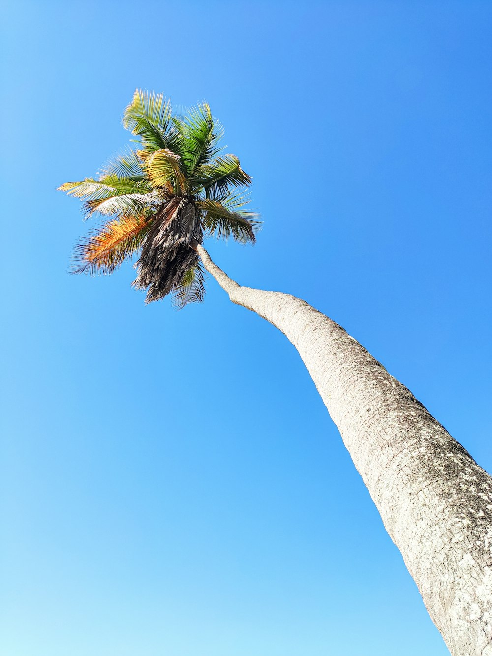 green palm tree under blue sky during daytime