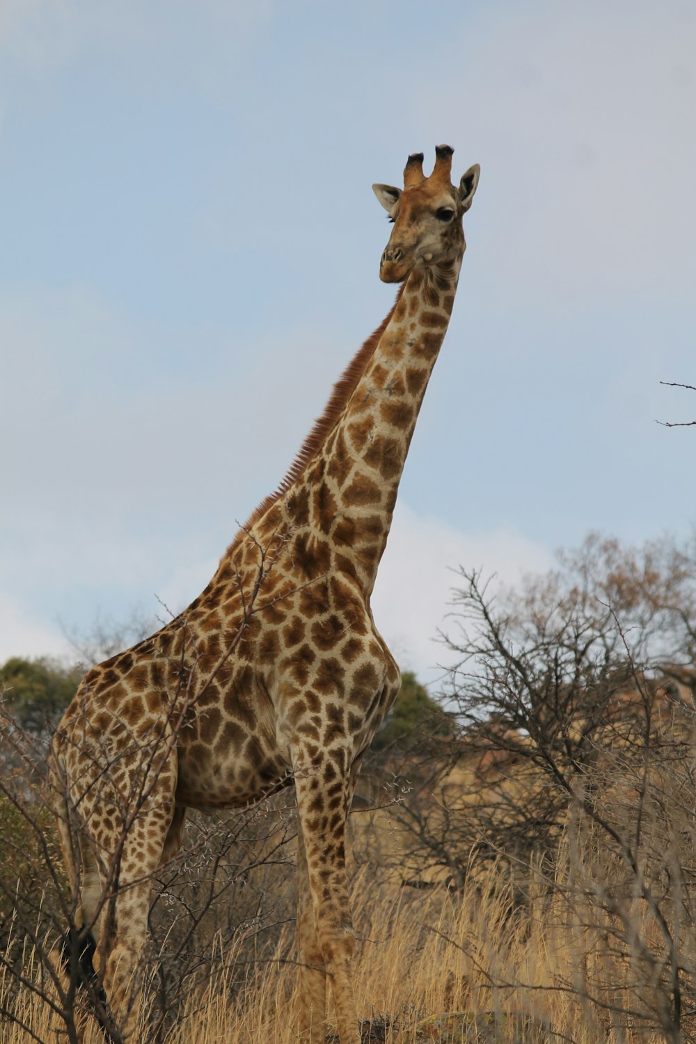 giraffe standing on brown grass field during daytime