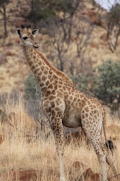 giraffe on brown grass field during daytime