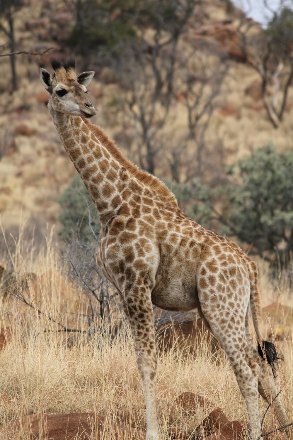 giraffe on brown grass field during daytime