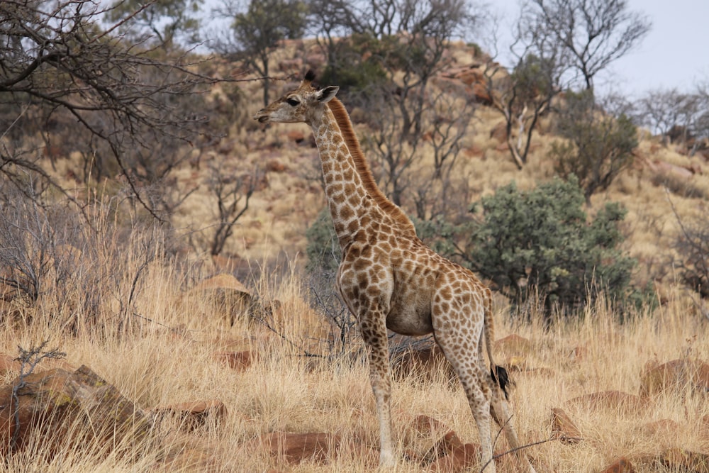 brown giraffe on brown grass field during daytime