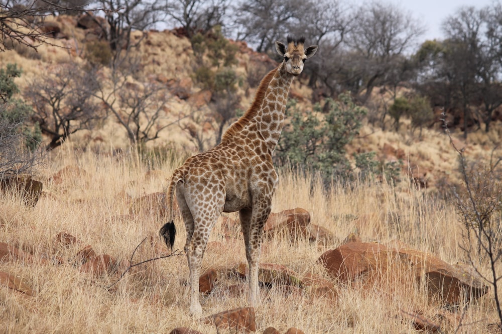 brown and black giraffe on brown grass field during daytime