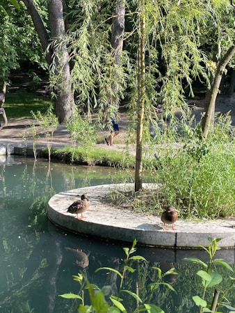 A serene pond scene featuring two ducks standing on a small, circular concrete platform surrounded by clear water. Lush greenery, including weeping willow branches, frames the background, casting dappled shadows on the water's surface. A person is visible walking in the background along a path in the wooded area.