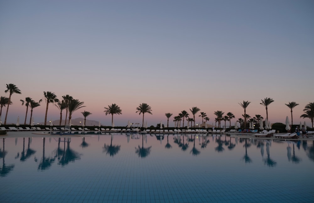 green palm trees near body of water during daytime