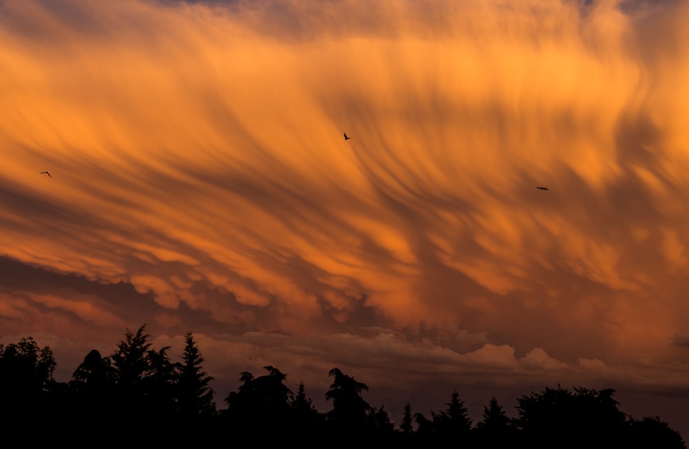 silhouette of trees under orange sky