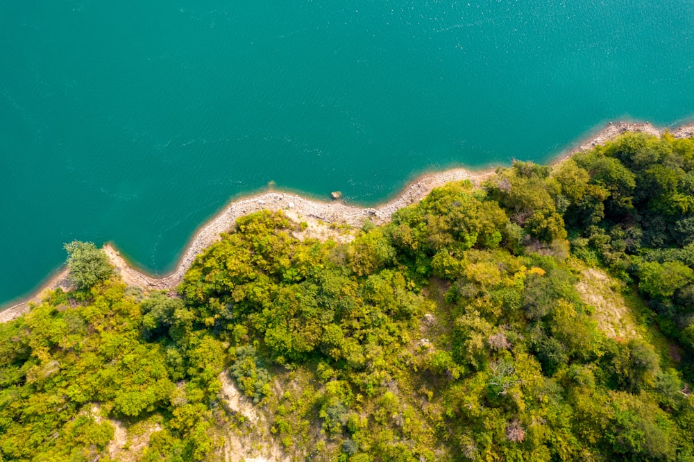 aerial view of green trees and white sand during daytime