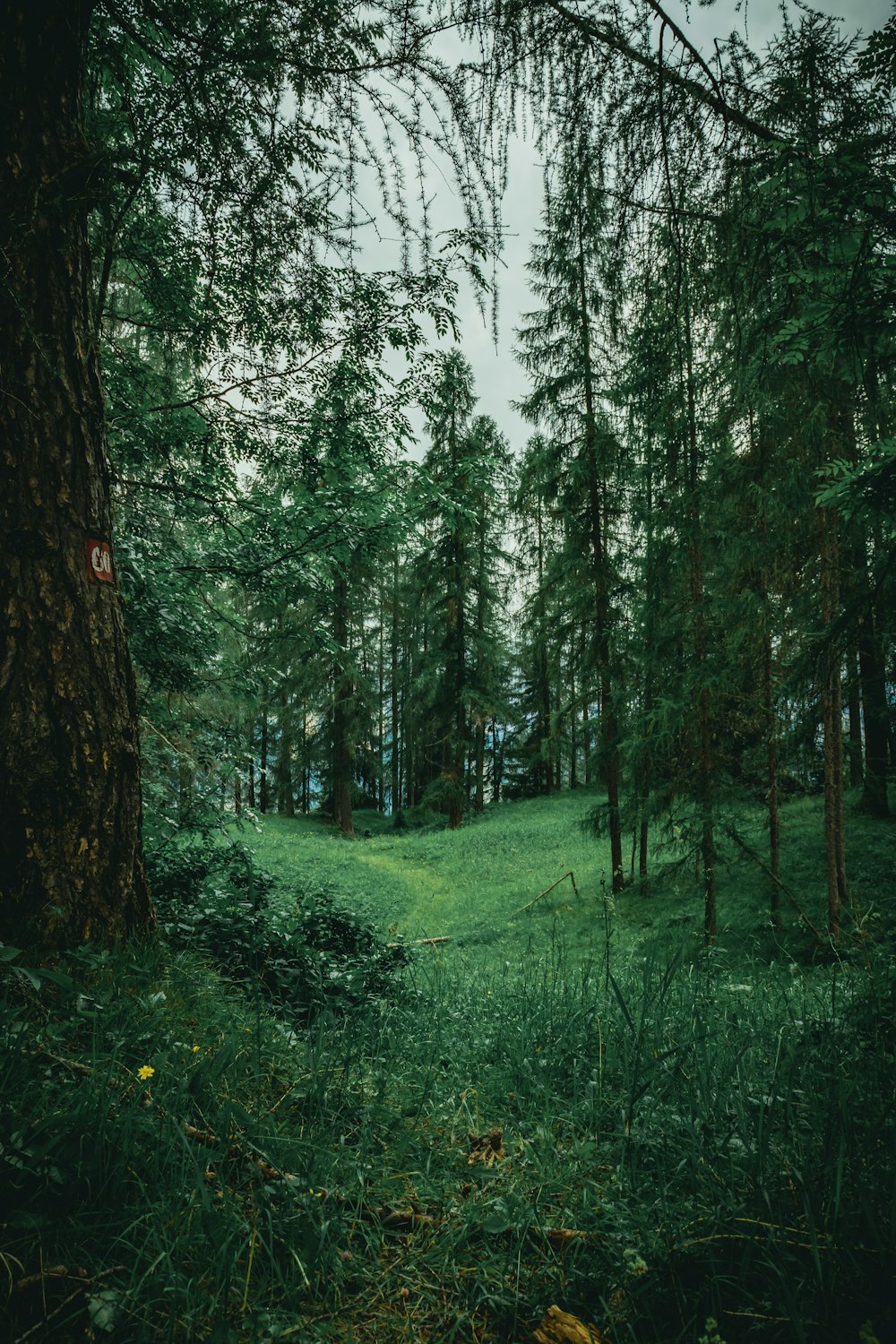 green grass field with trees