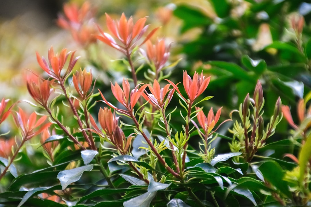 green and orange plant during daytime