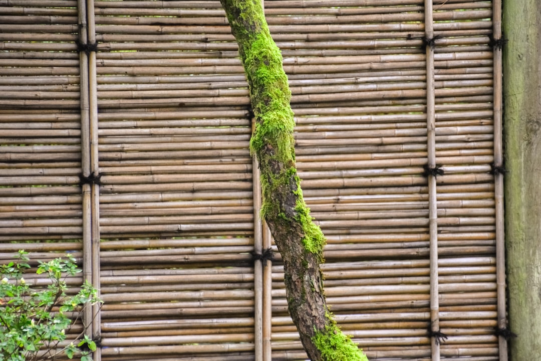 brown wooden wall with green moss