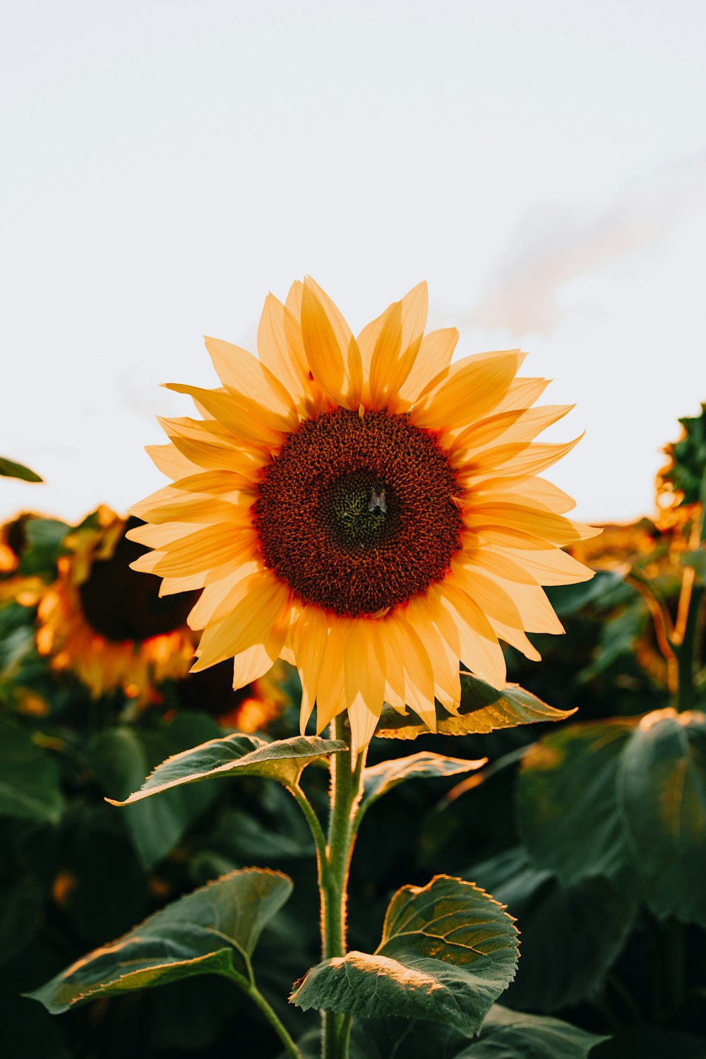 yellow sunflower in bloom during daytime