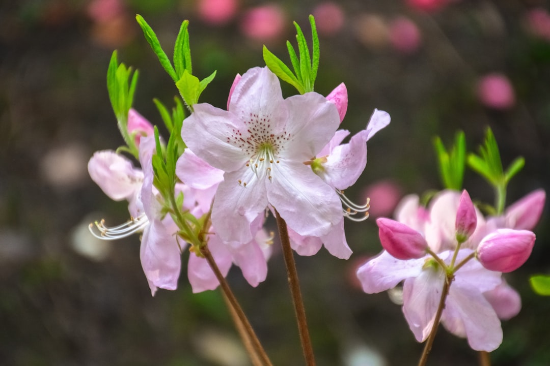 white and purple flower in tilt shift lens