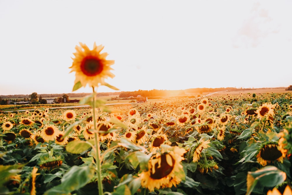 red and yellow flower field during daytime