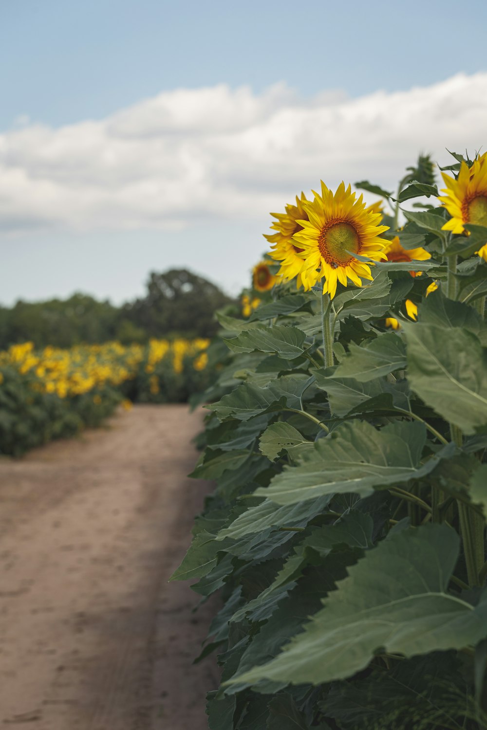 sunflower field under white sky during daytime