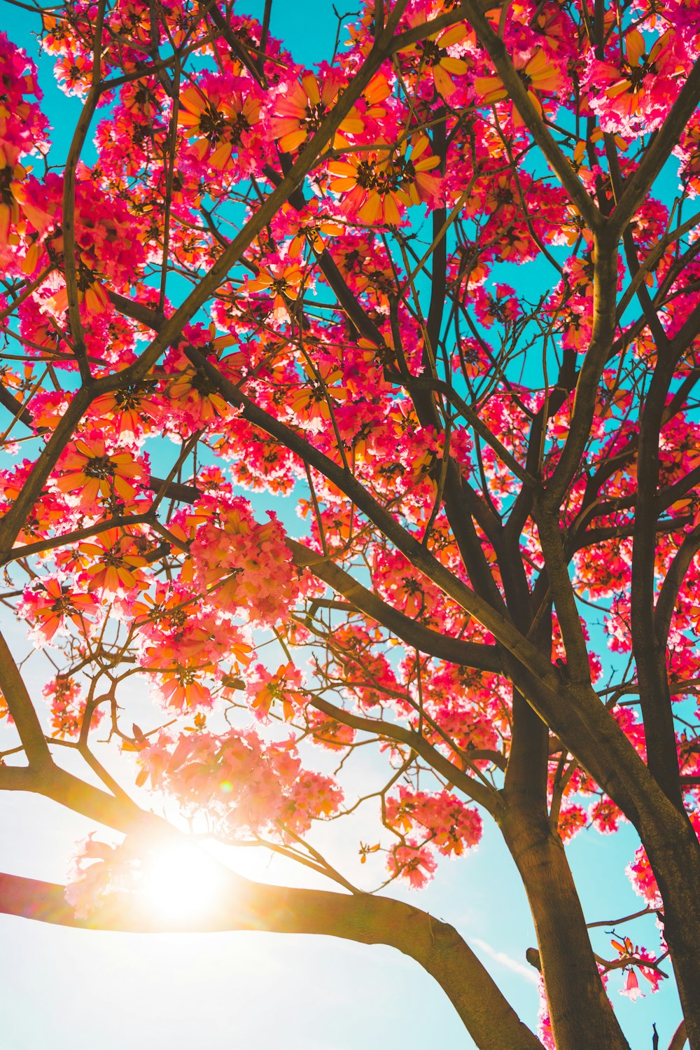 red and brown leaves tree during daytime