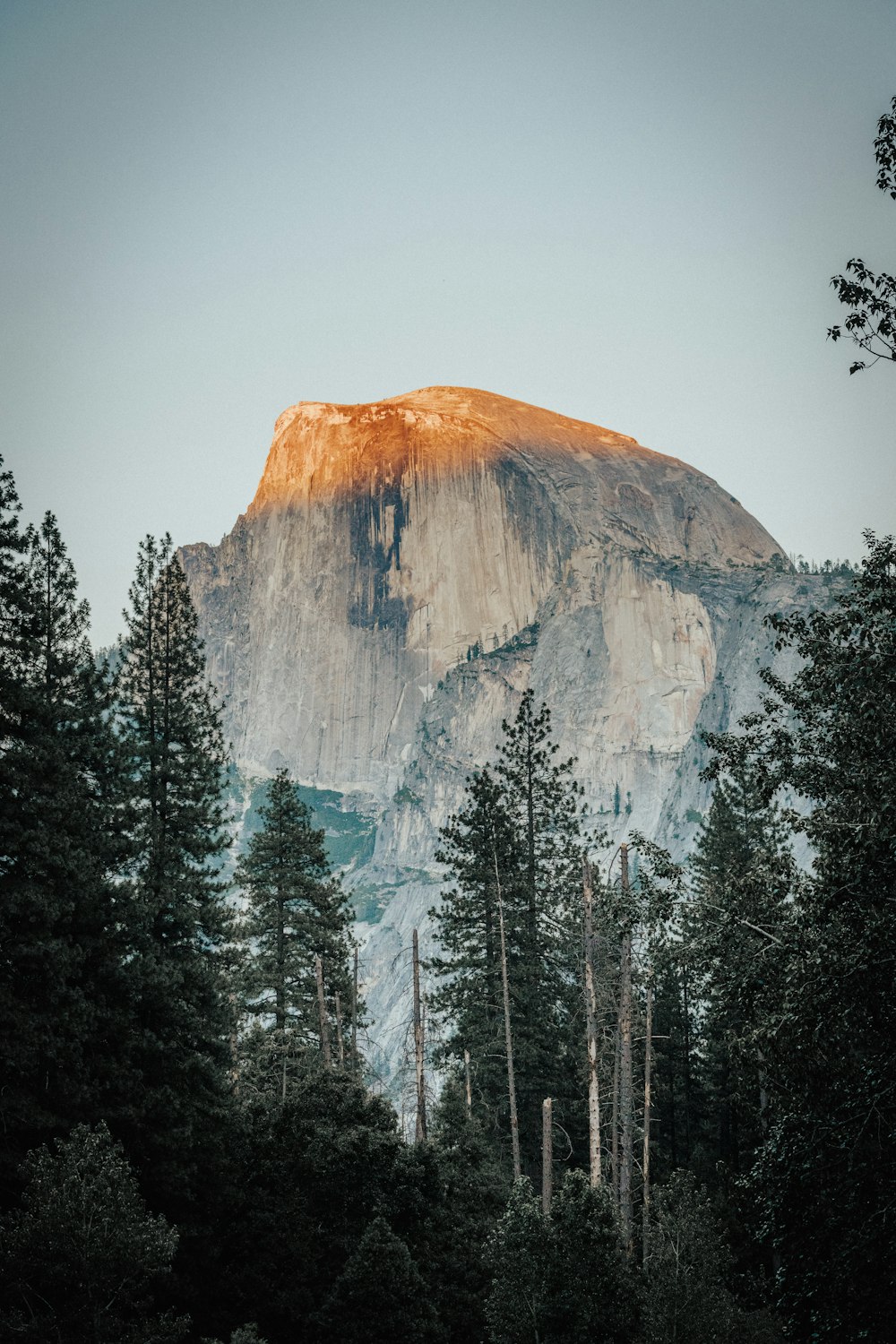 brown rocky mountain with snow covered pine trees