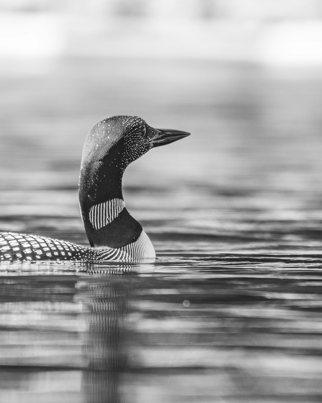 grayscale photo of duck on water