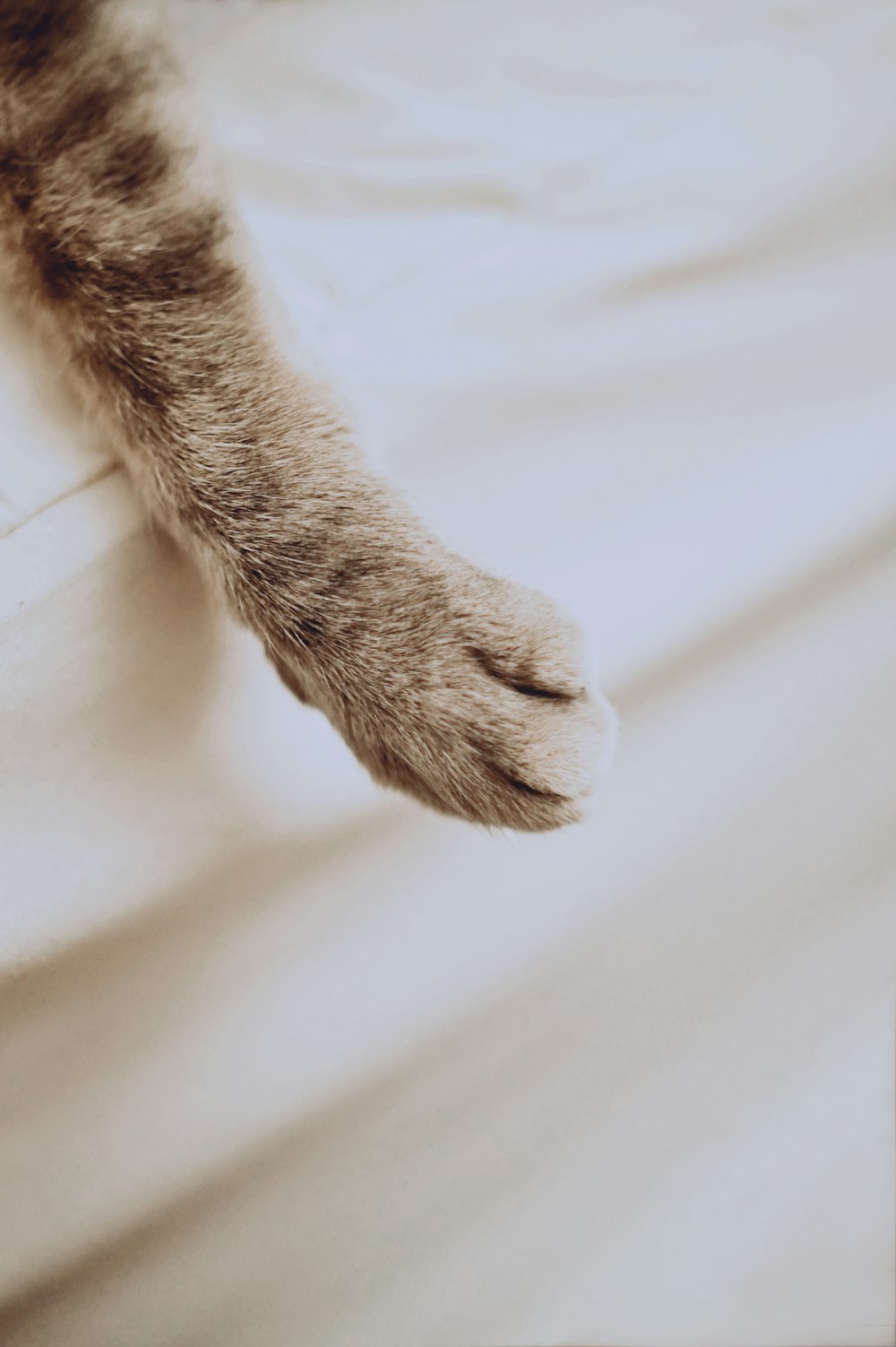 pata marrom do gato no têxtil branco