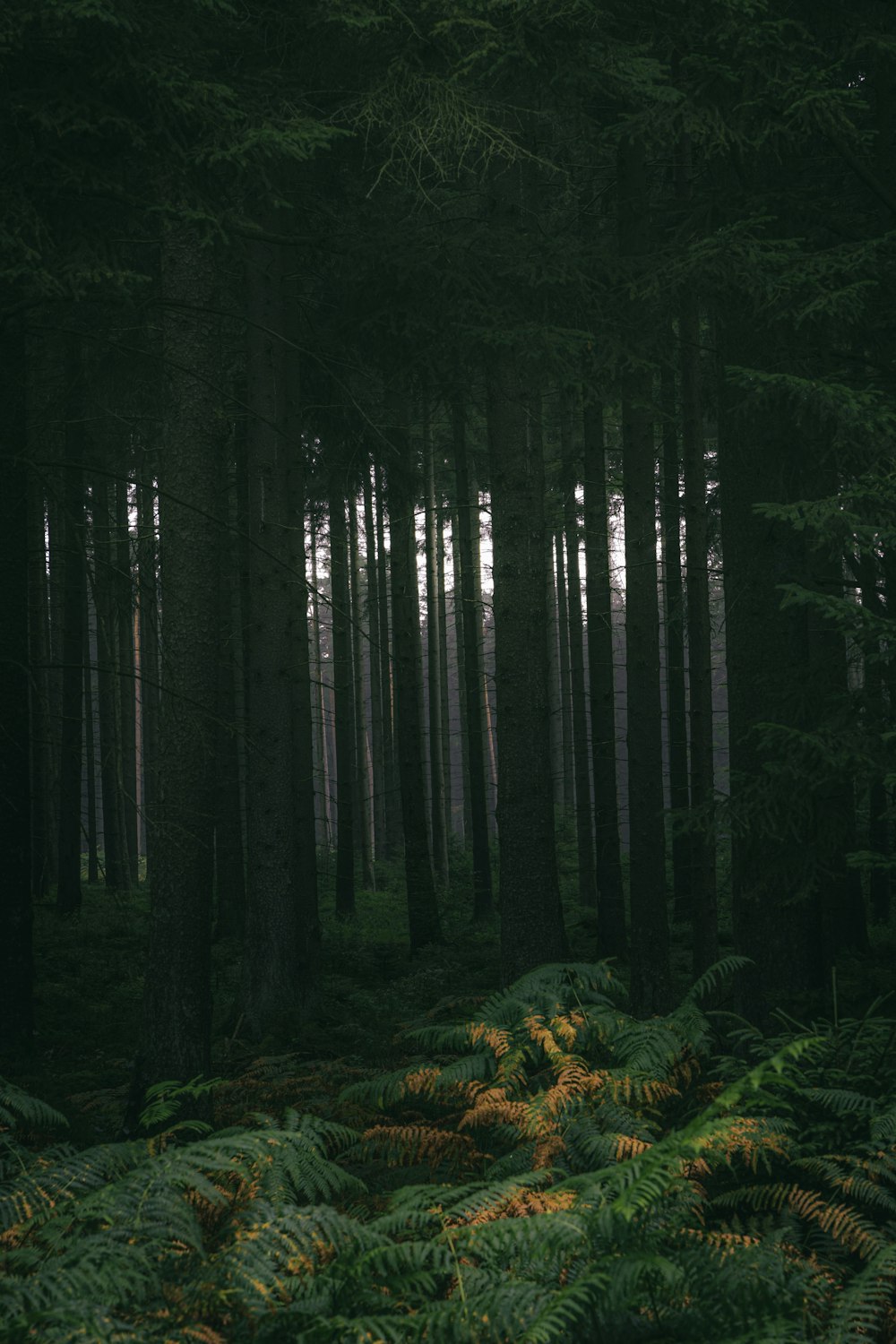 green trees in forest during daytime