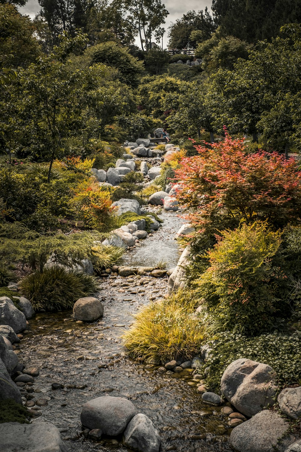 Río rocoso en medio del bosque