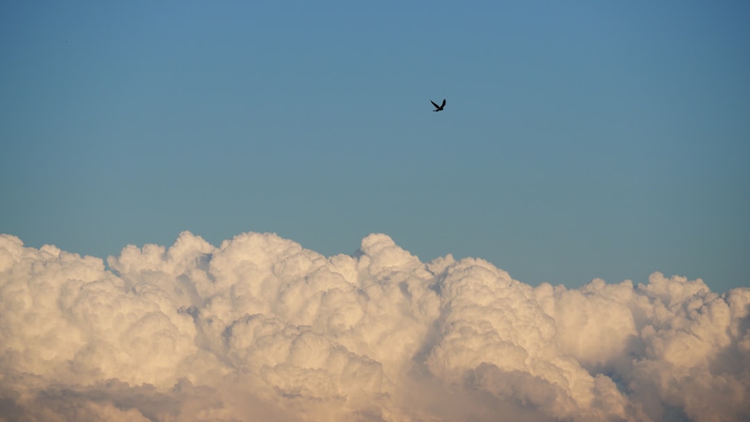 black bird flying under blue sky during daytime