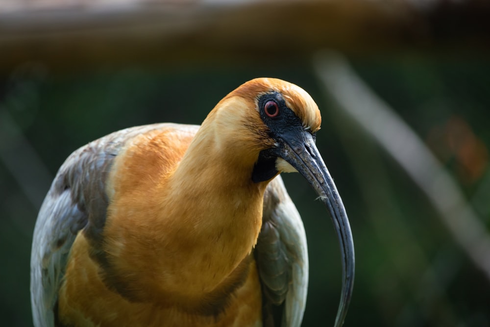 Pájaro marrón y negro en lente de cambio de inclinación