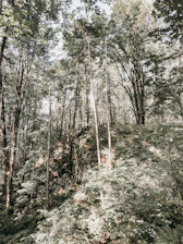 Lush forest landscape with sunlight filtering through tall trees.