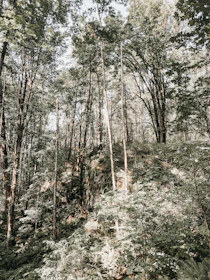 Lush forest landscape with sunlight filtering through tall trees.