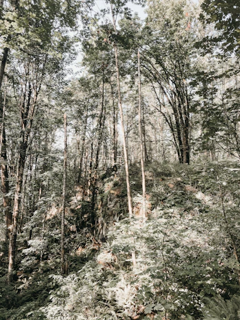 A lush tropical rainforest landscape with sunlight filtering through dense green canopy.