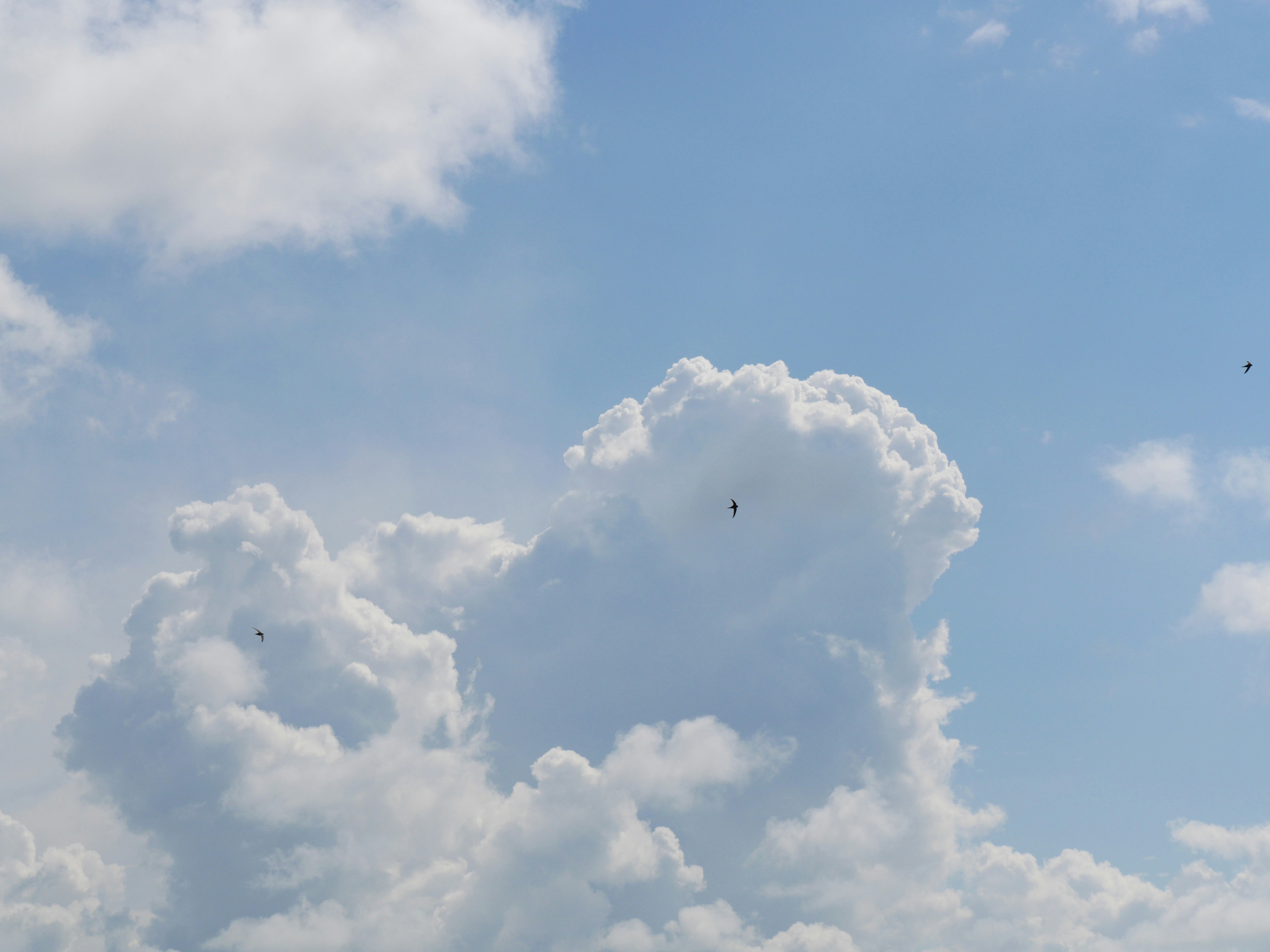 Photo by nimbus_vulpis