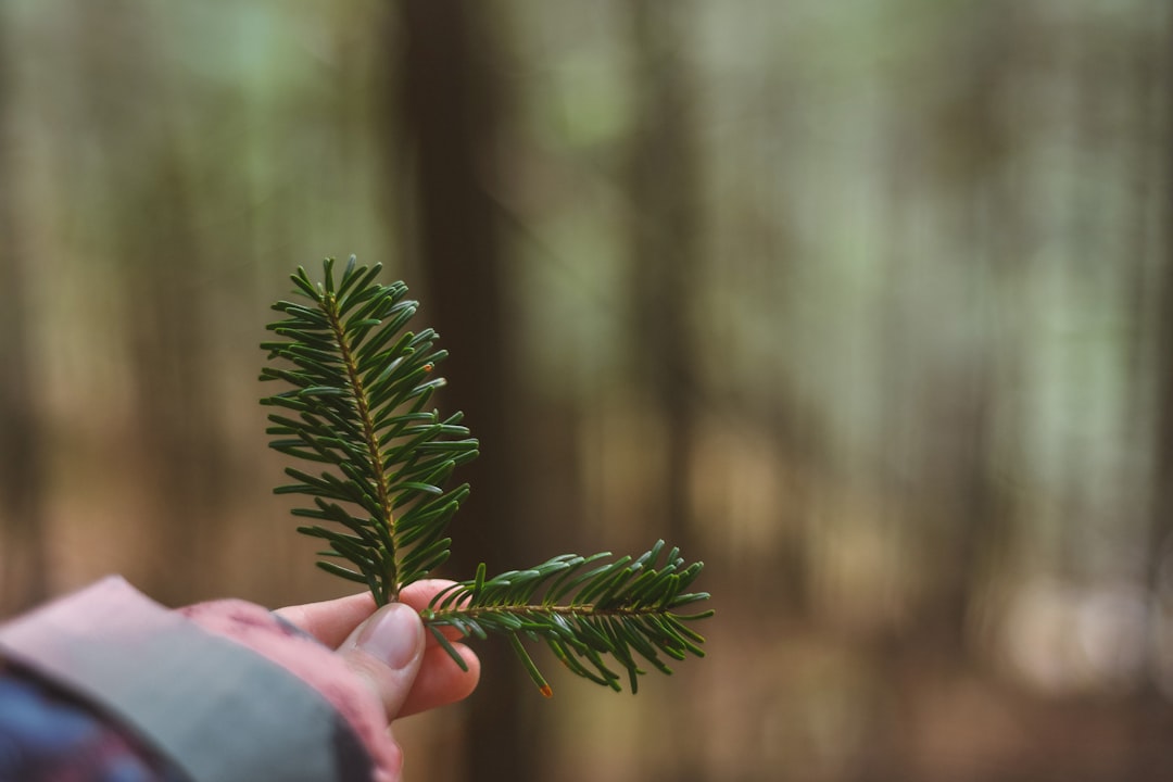 person holding green leaf during daytime