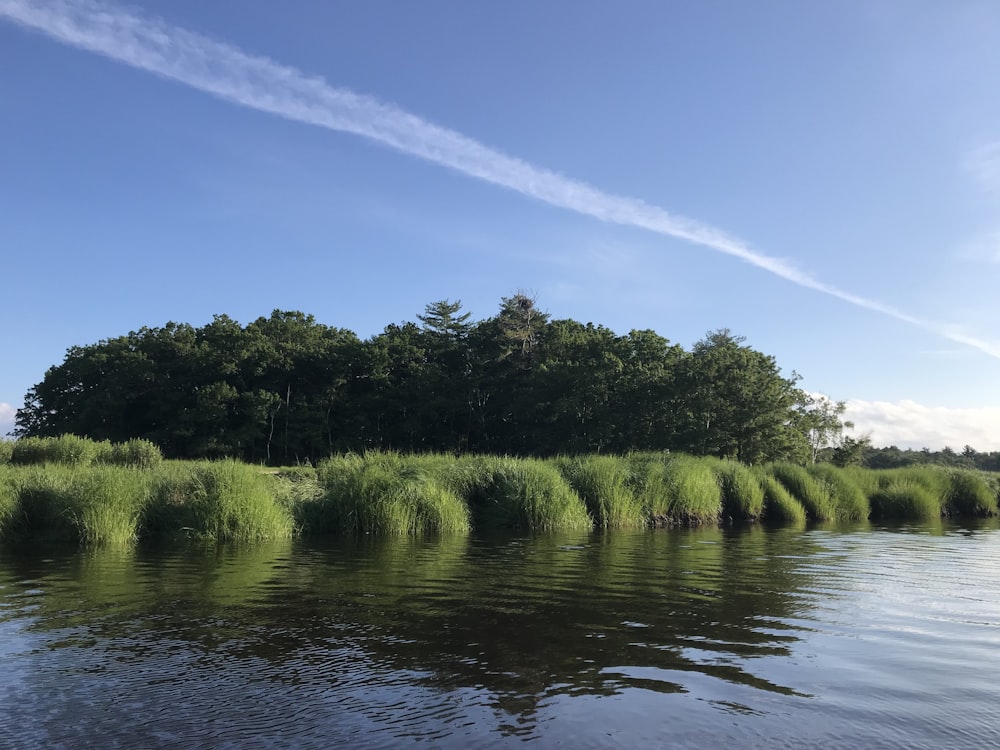 Grünes Grasfeld in der Nähe von Gewässern tagsüber