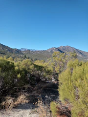 A vibrant landscape of the Andes mountains with native plants and herbs in the foreground under a clear sky.