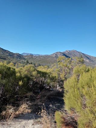 A vibrant landscape of the Andes mountains with native plants and herbs in the foreground under a clear sky.
