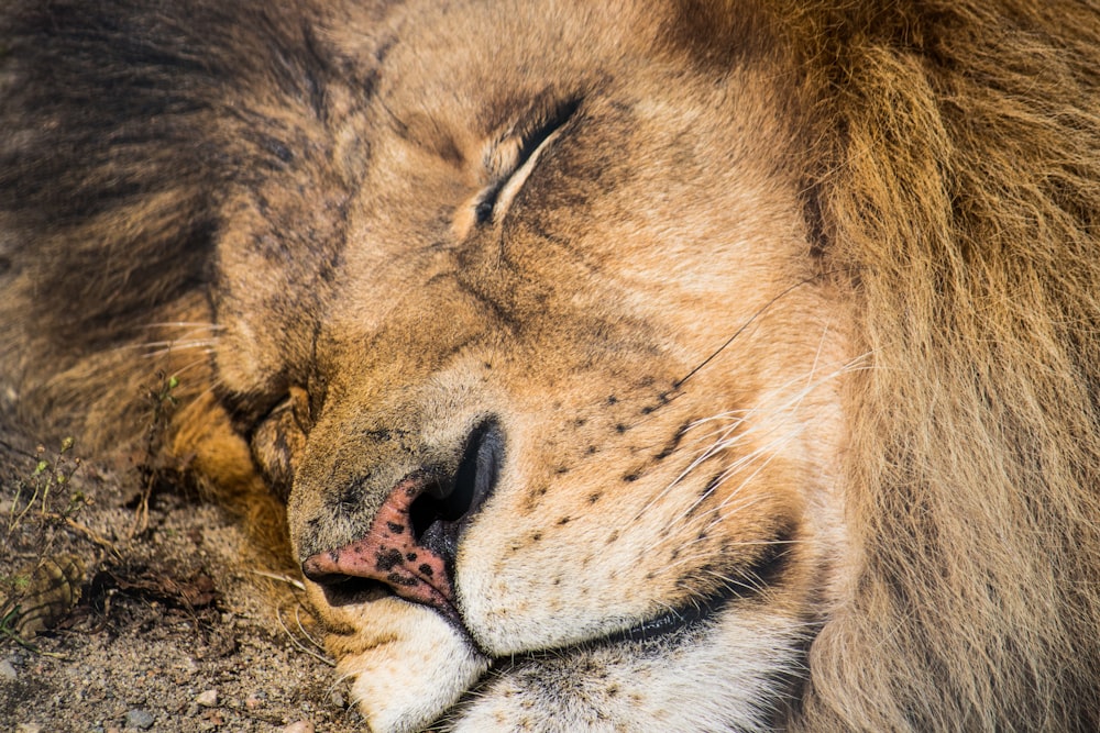 lion lying on brown sand