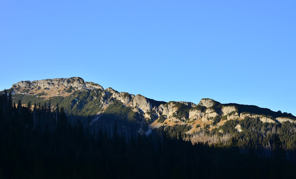 arbres verts sur la montagne sous le ciel bleu pendant la journée