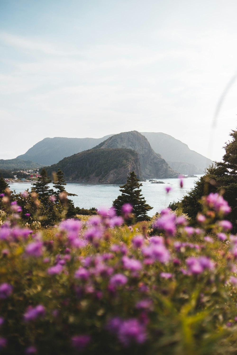 purple flowers near lake and mountains during daytime